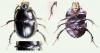 Anoplotrupes stercorosus